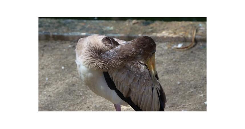 A juvenile Yellow-billed Stork (Mycteria ibis), meticulously preening, grooming and cleaning its dul