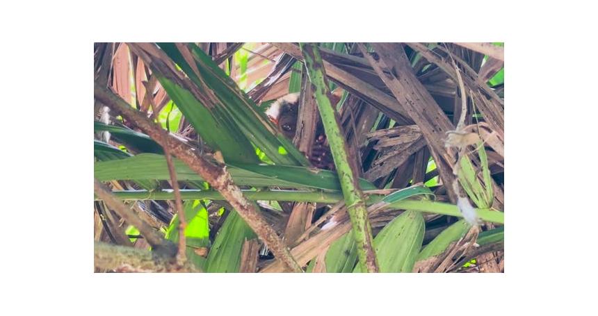 A Tarsier monkey hiding in a tree in Bohol, Philippines. This is one of the worlds smallest primates