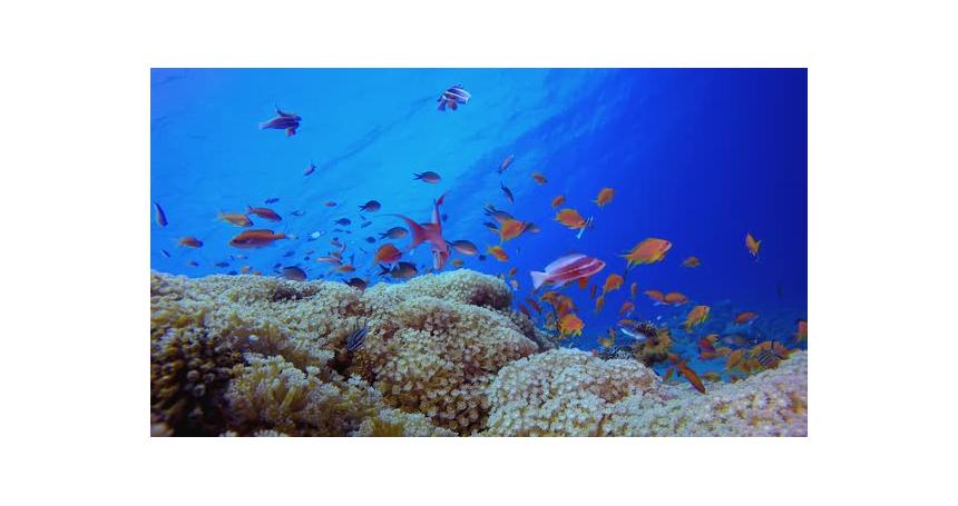 Coral Reef and Tropical Fish Underwater