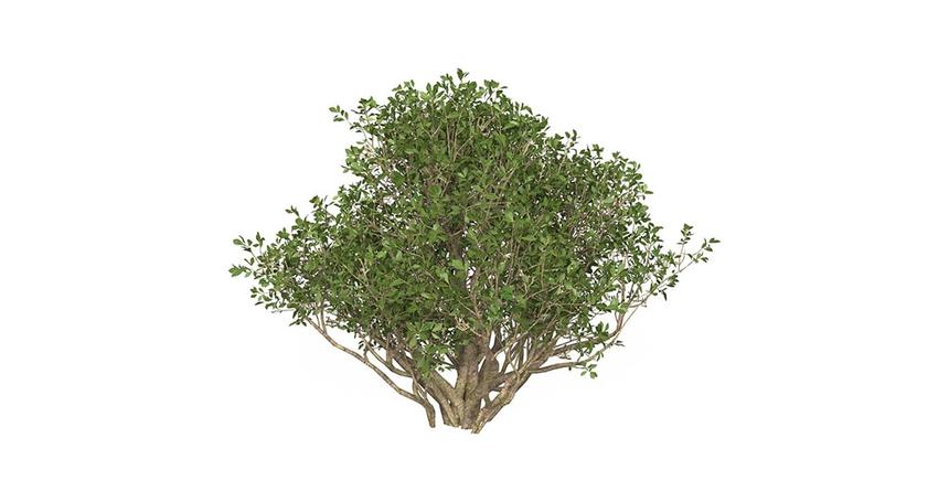 Game Ready Plant Bush 02