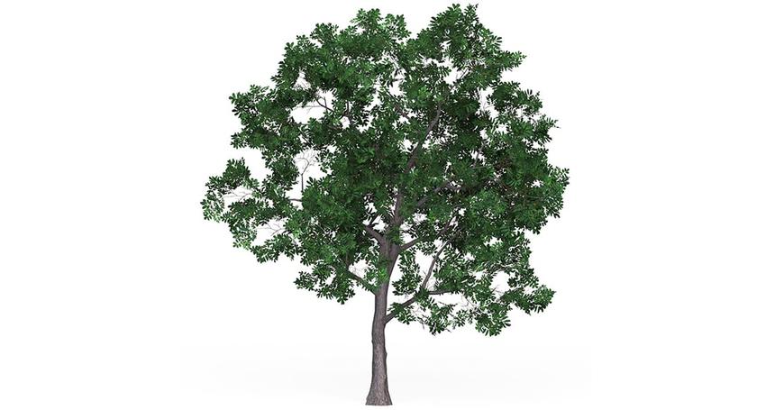 Game Ready Tree 19