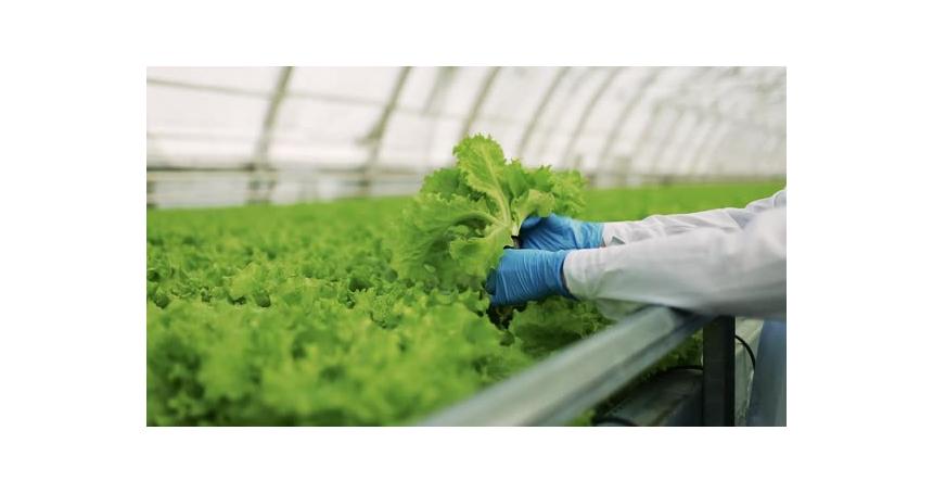 Hand of Worker Examining Green Herbs in Greenhouse CloseUp