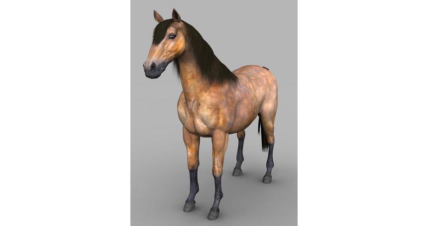 Realistic Muscular Horse