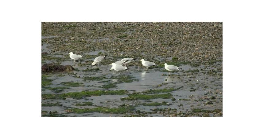 seagulls drinking fresh water from Rottington beck flowing onto the beach at Saint bees sea front at