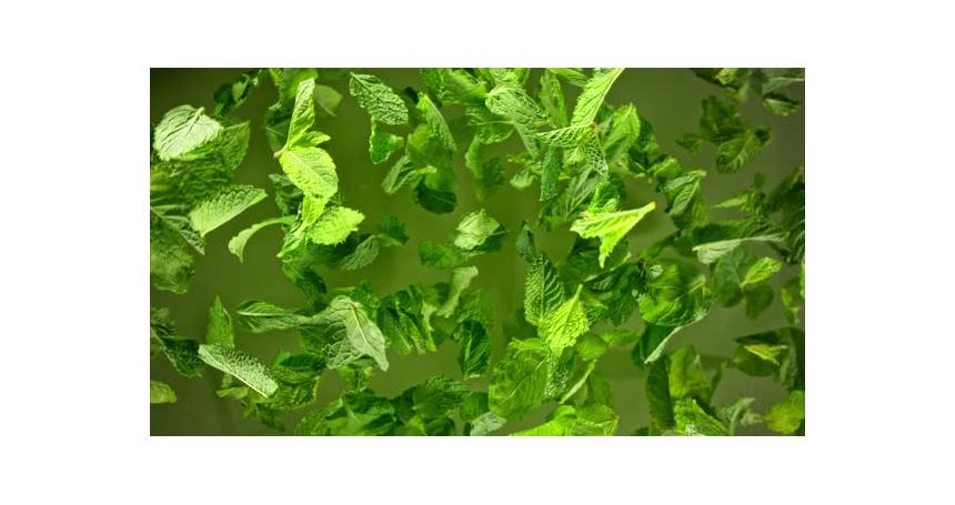 Super Slow Motion Shot of Flying and Rotating Fresh Mint Leaves Towards Camera at 1000Fps