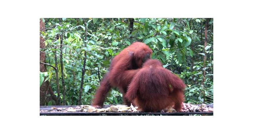 Two orangutans feed on bananas.